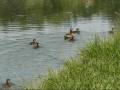 Hunting In Romania Wild Duck