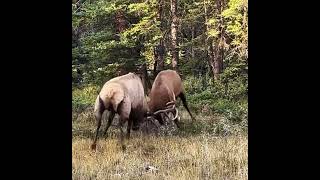 Download lagu RUSA JANTAN BERTARUNG MEREBUT RUSA BETINA#shorts#rusa mp3