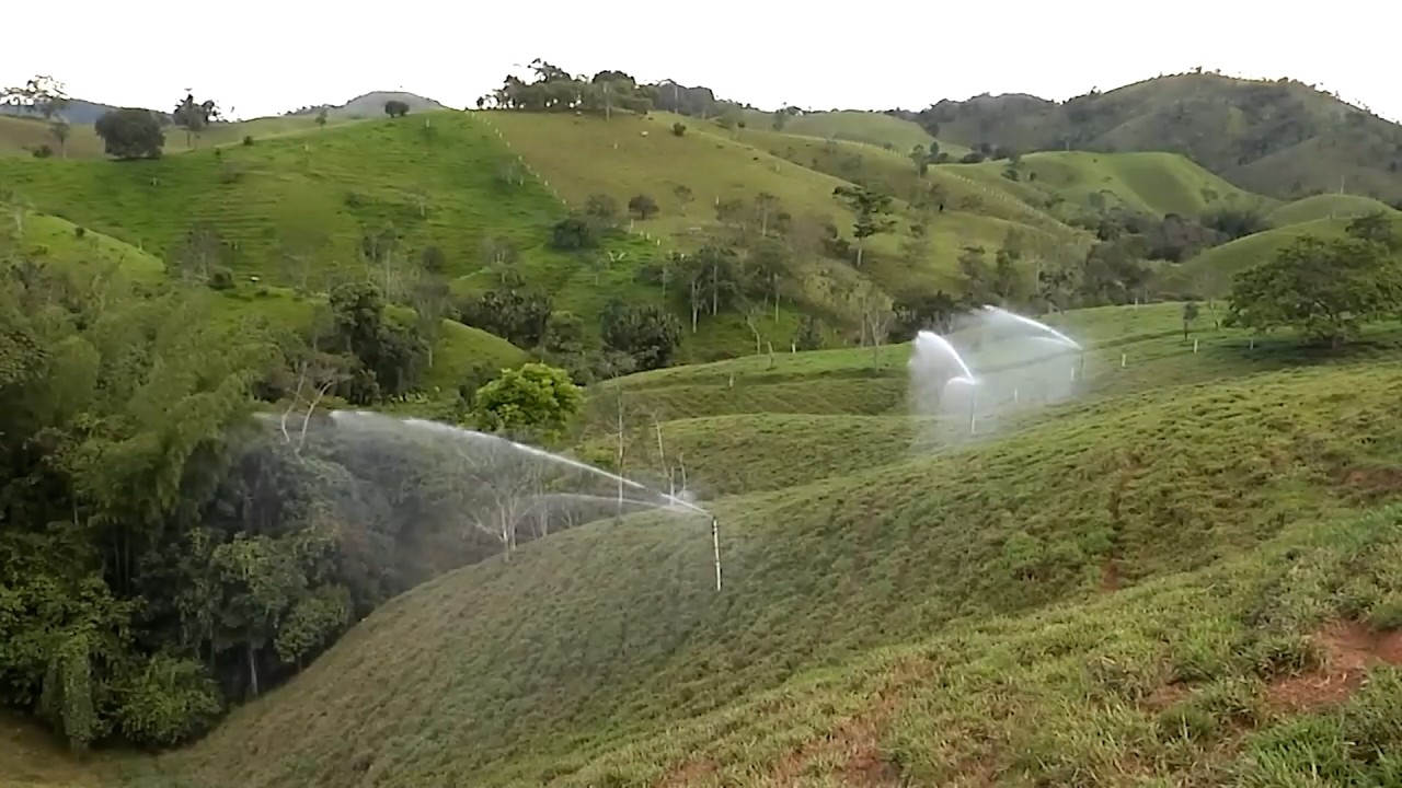 PRODUCCIÓN PORCINA INTEGRADA AL MEJORAMIENTO DE PRADERAS ITALCOL   MACEO – ANTIOQUIA