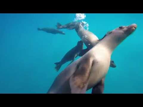 Scuba at Sea Lion Beach - Anacapa - Channel Islands