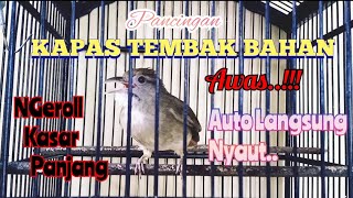 Download lagu Pancingan Kapas Tembak Bahan Agar Bunyi Dan Gacor . mp3 Download lagu Pancingan Kapas Tembak Bahan Agar Bunyi Dan Gacor . mp3