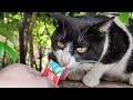 The Tuxedo Cat With Pink Nose Only Wants Churu But Not Love And Attention From Me