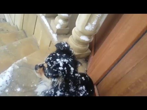 MY LITTLE DOG NAZLI.