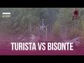 Turista VS Bisonte Historias Del Más Acá 280