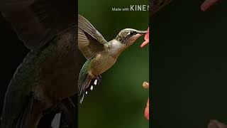 Download lagu Suara burung Mumingbird Kolibri mp3