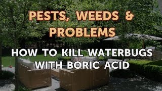 How to Kill Waterbugs With Boric Acid