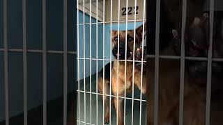 Video preview image #1 German Shepherd Dog Puppy For Sale in Pasadena, CA, USA