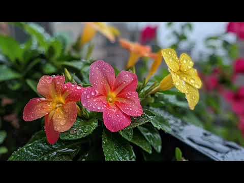 Rain After Summer - 羽肿 [Instrumental/Romantic Music] - 1 Hour