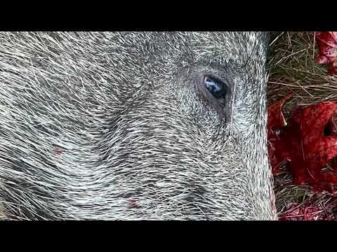 Polenjakt, drevjakt 2021