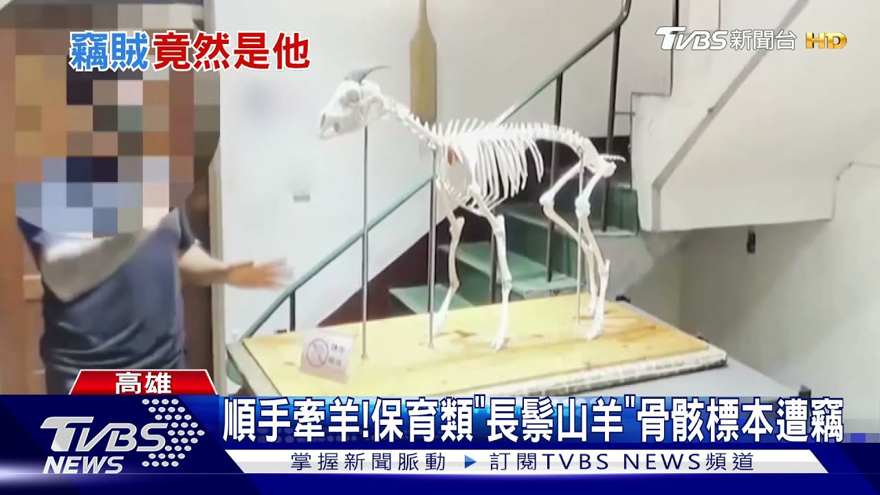 順手牽羊!保育類「長鬃山羊」標本遭竊 賊竟是登山領隊
