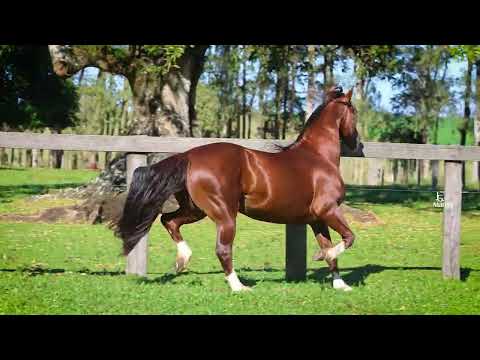 LOTE 01 SANTA ALICE NUBLADO II e SANTA ALICE POSTEIRO - VENDA DIREITO DE USO
