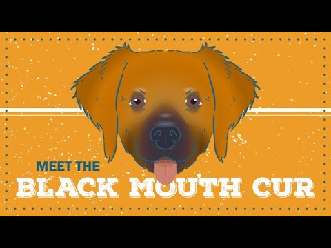Black Mouth Cur | CKC Breed Facts & Profile