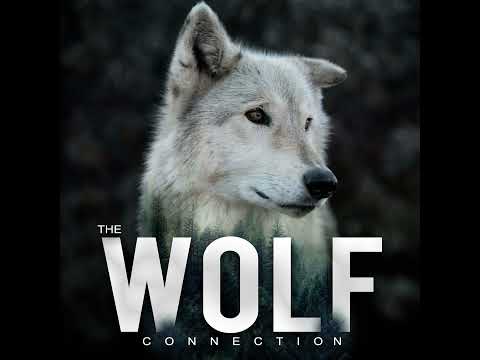 Wolf Tales - Afsoon Firoozeh, Wolf Connection Program Assistant