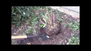 DIY HIPChicks Daily TIP How to get Roots of out the Ground!