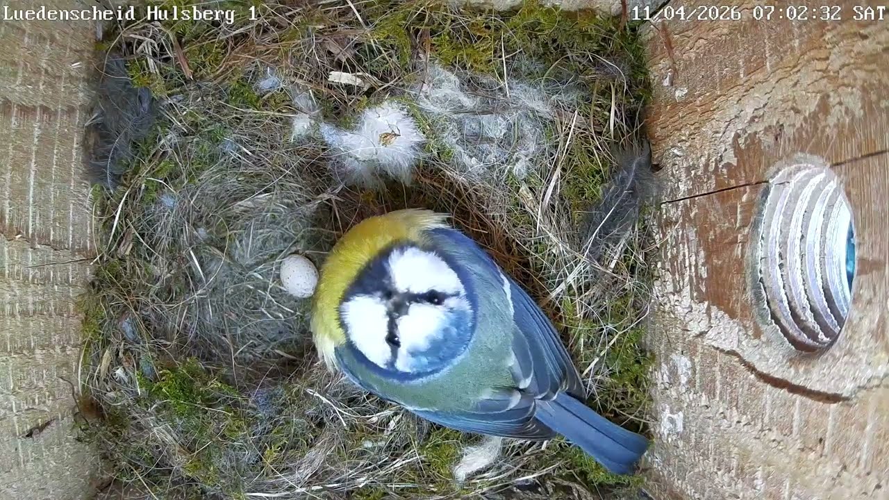 Dreiste Kohlmeise im Blaumeisennest | 11.04.2026