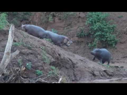 Hippos Fighting