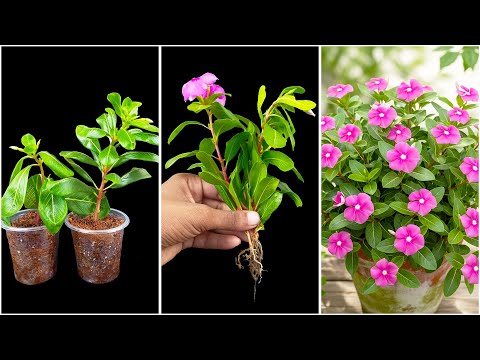 How to grow periwinkle flower plant || Best & easy method for home gardening