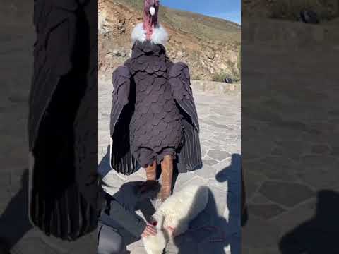 Rare Vulture WhatsApp status | new Birds WhatsApp status #shorts #vulture #gidh #short #status