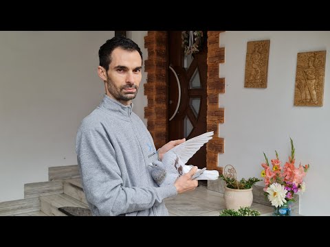 Rafał Dawid - PZHGP 0263 Ozimek / Prezentacja unikatowych gołębi rozpłodowych !!!