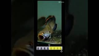 Download lagu Channa limbata mangap mangap 💯 mp3 Download lagu Channa limbata mangap mangap 💯 mp3