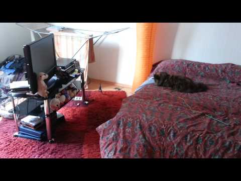 max , labka und oskar spielen auf dem bett