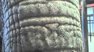 Elephant Tongue PAWS