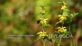CARBON BASED LIFEFORMS - Silent running