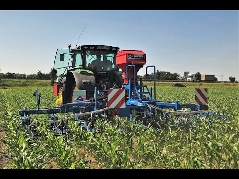 onderzaai maïs vanggewas | Maisuntersaat Carré ECONET