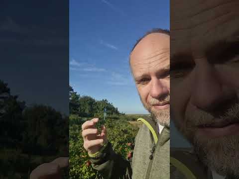 Kartoffel-Rose (Rosa rugosa)