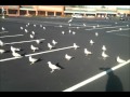Parking Lot Seagulls Feeding