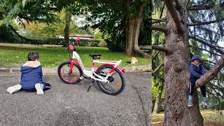 Ruby plays with the yellow cat and climbs pine tree