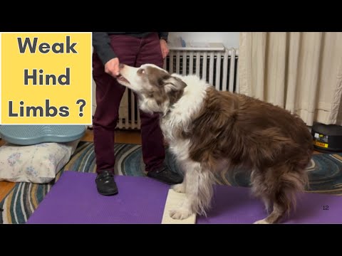Senior Dog Hind Leg Weakness? Try These Exercises!