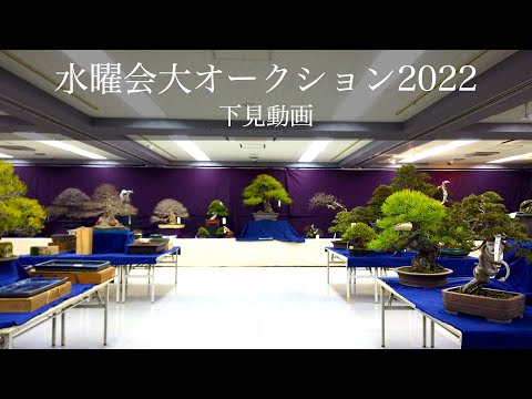 【2022 2/12 16:00~】 水曜会 大オークション 出品予定樹 Suiyo-kai Bonsai Big Auction,Scheduled to be Sells
