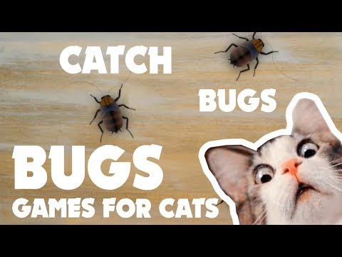 CAT GAMES ★ BUGS on the screen  ★ games for cats