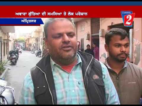 Stray Dogs Amritsar, Channel 2