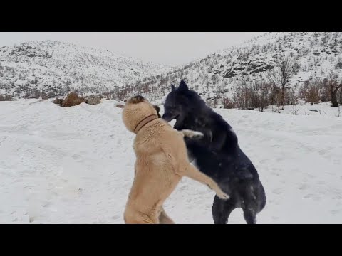 Kangal Dog Fall Into Wolves Deceptive Embush