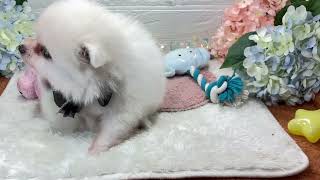 ポメラニアンの動画01
