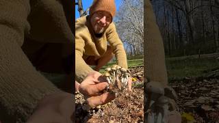 Psilocybin Growing in a Public Park
