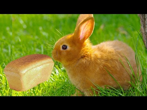 , title : 'Можно ли кроликам хлеб / КРОЛИКОВОДСТВО'