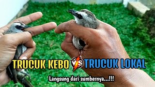 Download lagu Bagus Mana Trucukan Kebo Atau Trucukan Lokal Terjawab‼️ mp3 Download lagu Bagus Mana Trucukan Kebo Atau Trucukan Lokal Terjawab‼️ mp3