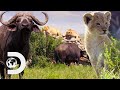 Lion Cub S Lives Are Threatened By Buffalos Big Cat Tales