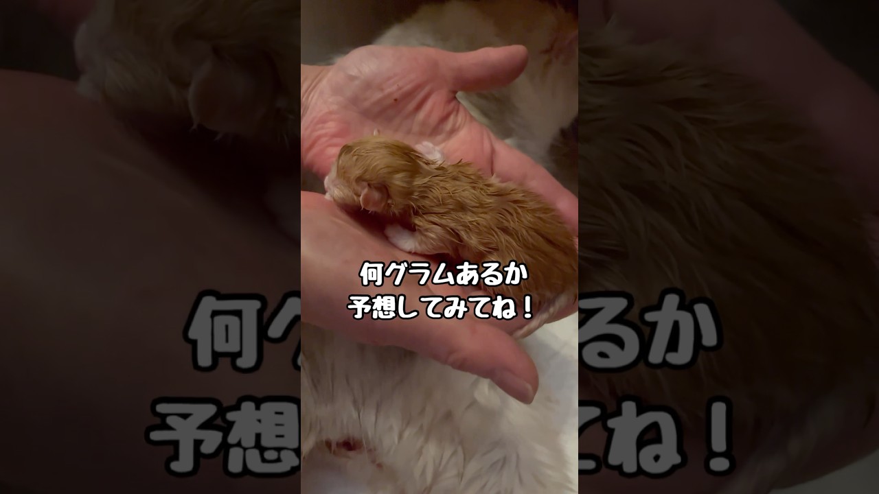 生後5分の子猫の体重測ってみた。　#catshorts #cat #子猫 #ミヌエット #誕生日 #猫のいる暮らし #kitten