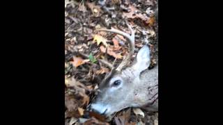 preview picture of video 'Deer hunting Arkansas 2013 modern gun in star city'