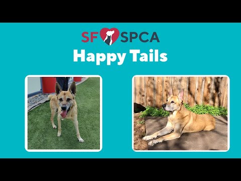 Senior Dog Finds Happiness The Second Time Around | SF SPCA Happy Tails