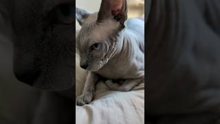 イケメン猫スルタン【スフィンクス】