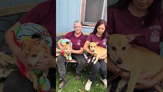 Video preview image #1 Chihuahua-Unknown Mix Puppy For Sale in Pasadena, CA, USA