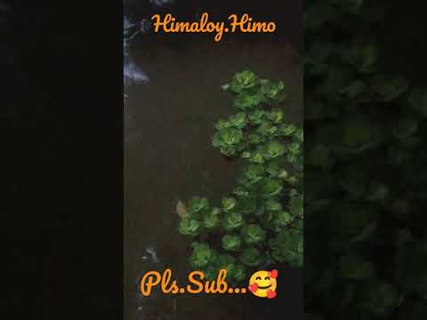 #Fish_Lovers #7 #Himaloy_Himo