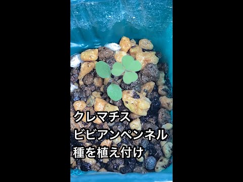 園芸 テキサスクレマチス
