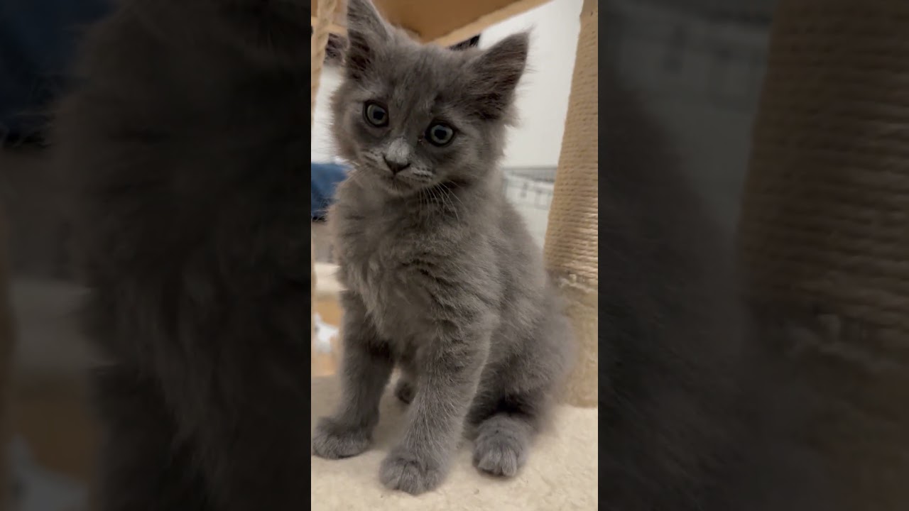 Enlarge Dumplin', an adopted Domestic Long Hair in Fort Worth, TX video 5/5