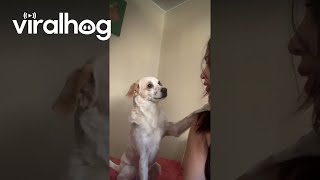 Download lagu Dog Calms Woman Down || ViralHog mp3 Download lagu Dog Calms Woman Down || ViralHog mp3